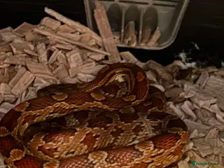 Corn Snake reptiles Red Corn snake in Oldbury - Advert 2