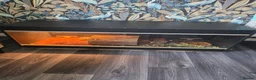 Tortoise reptiles for sale: Male tortoise in Colne - Advert 2