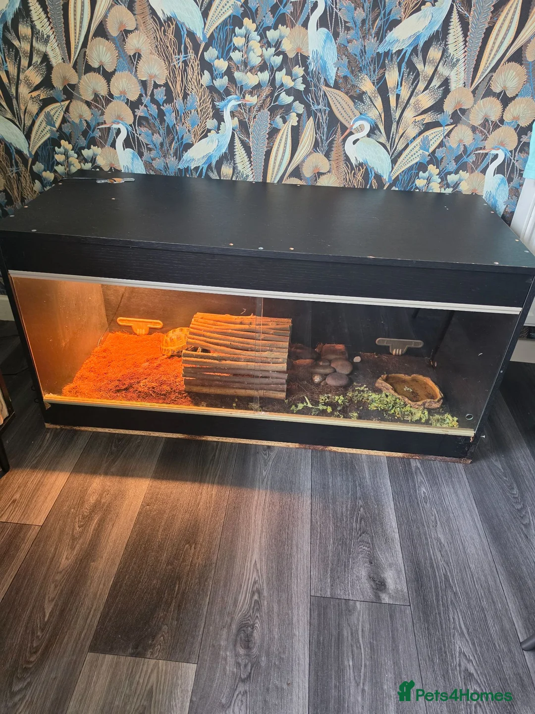 Tortoise reptiles for sale: Male tortoise in Colne - Advert 2