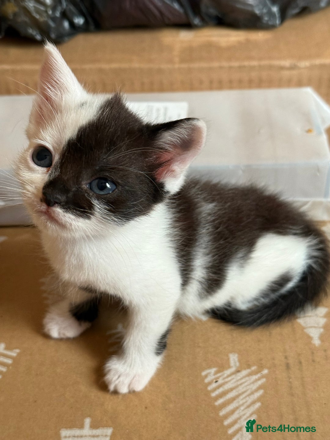 Mixed Breed cats for sale: Beautiful kittens ready for new home  - Image 15