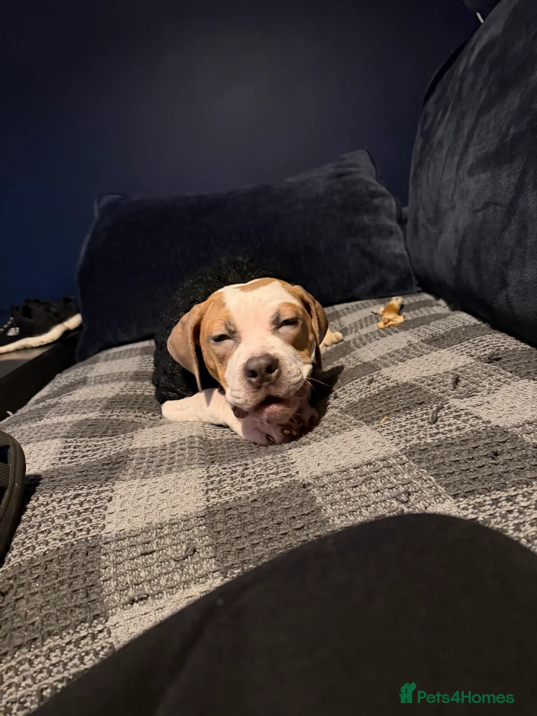 Mixed Breed dogs for sale: Mixed bulldog breed 6months old  - Advert 3