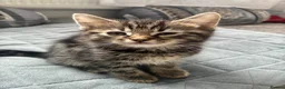 Mixed Breed cats for sale: Mixed Norwegian Forest kittens - Advert 3