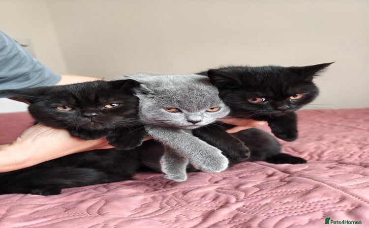 Scottish Fold cats - Advert 7