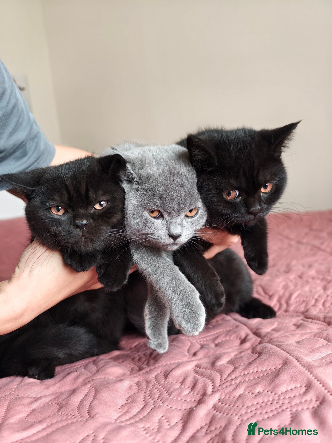 Scottish Fold cats for sale: 3 lovely kittens looking for new family  - Image 1