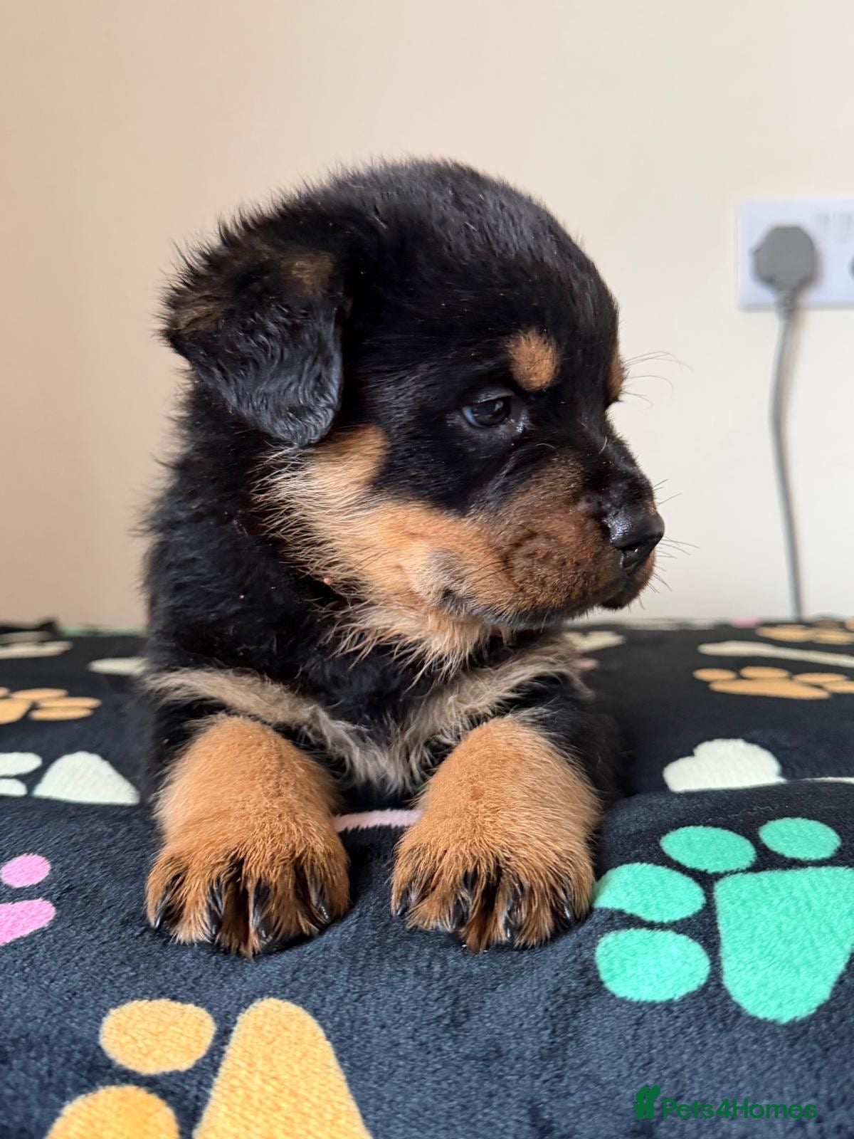 Rottweiler dogs Rottweiler pups KC Registered + Champ Bloodlines - Advert 3