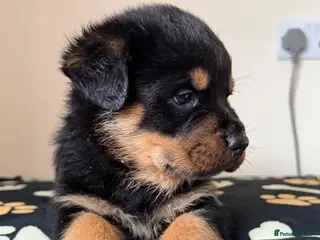 Rottweiler dogs Rottweiler pups KC Registered + Champ Bloodlines - Advert 3