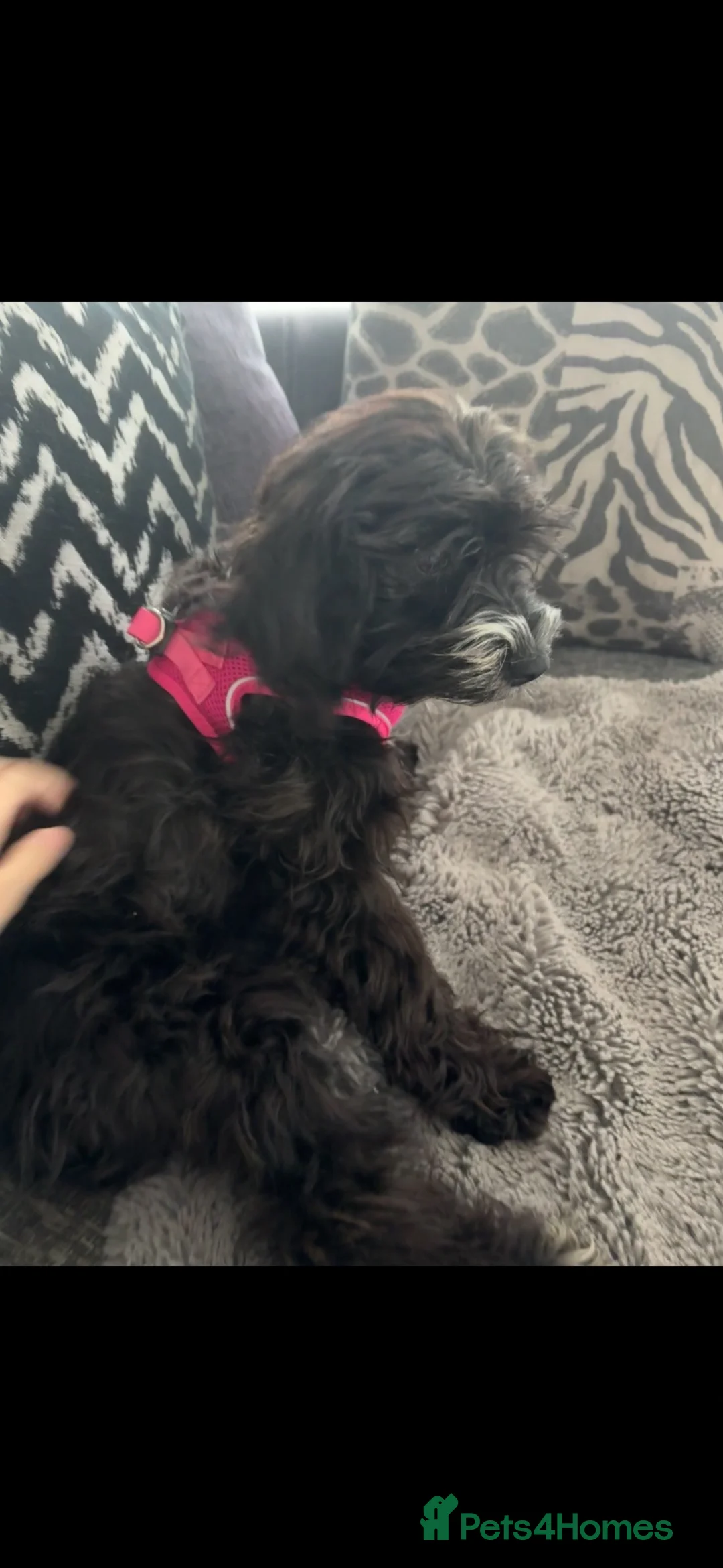 Cockapoo dogs for sale: Cockapoo  - Advert 4