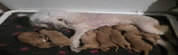 Goldendoodle dogs for sale: Fully Health Tested F1 Goldendoodles - Advert 3
