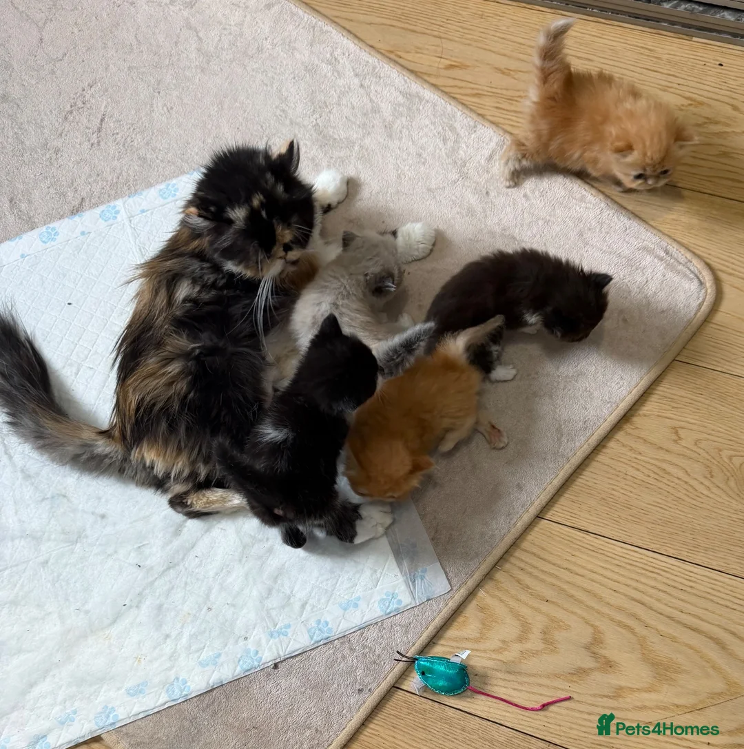 Persian cats for sale: 🐾 Beautiful Persian Kittens – Ready Soon 🐾 - Advert 7
