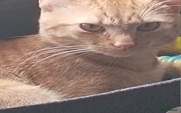British Shorthair cats for sale: ******  - Image 2