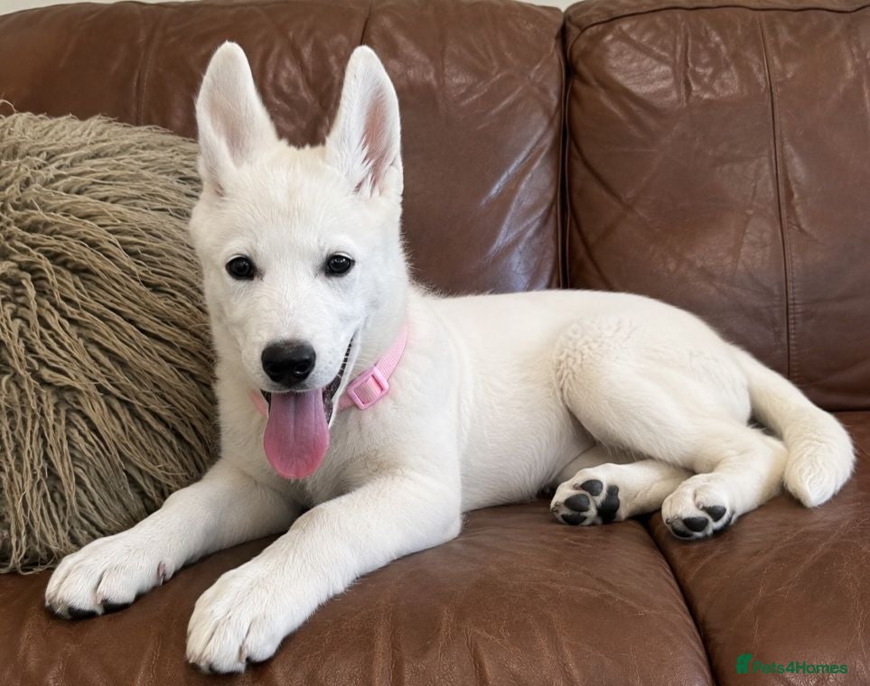 Siberian Husky dogs White female husky pup. Fully vaccinated - Advert 17