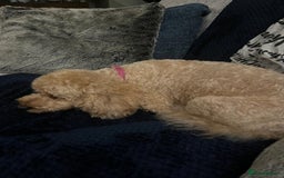 Cockapoo dogs for sale: 8 year old Miniature Cockerpoo - Lexie - Image 3