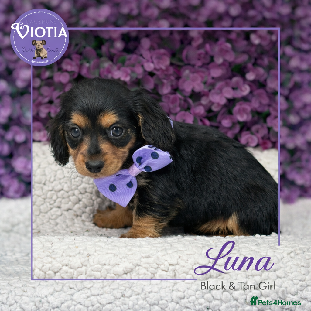 Miniature Dachshund dogs Beautiful miniature dachshunds  - Advert 1