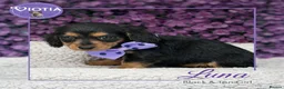 Miniature Dachshund dogs for sale: Beautiful miniature dachshunds  - Advert 1