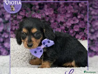 Miniature Dachshund dogs Beautiful miniature dachshunds - Advert 1