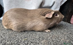 Guinea Pig rodents for sale: Baby guinea pigs - pet and show quality - Image 1