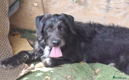 Irish Wolfhound dogs for adoption: Candy - Image 5