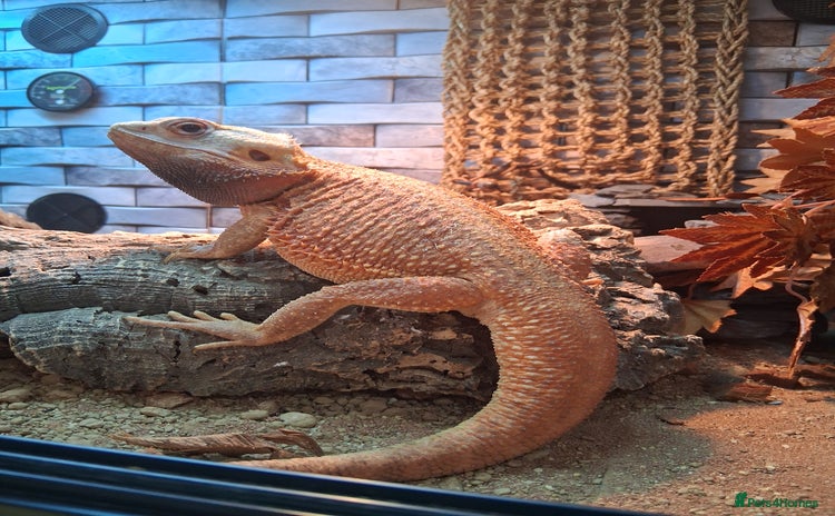 Bearded Dragon reptiles for sale - Advert 1