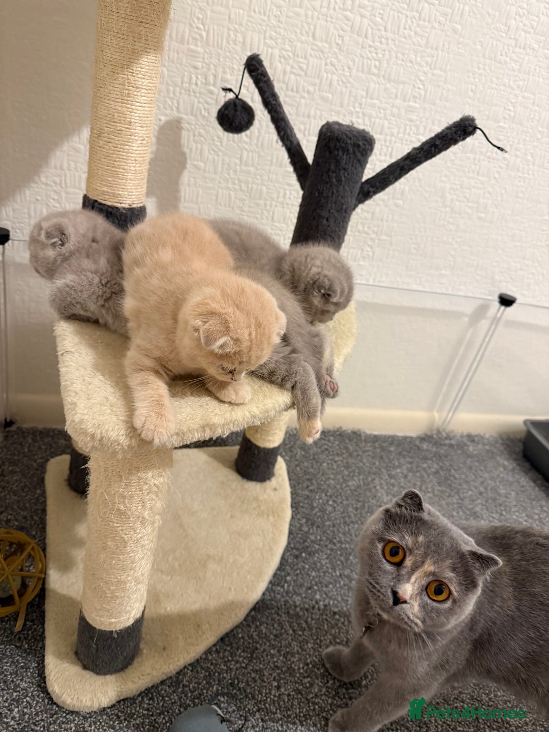 Scottish Fold cats for sale: 3 Adorable Scottish Fold Kittens🩷💙🩷 - Image 36