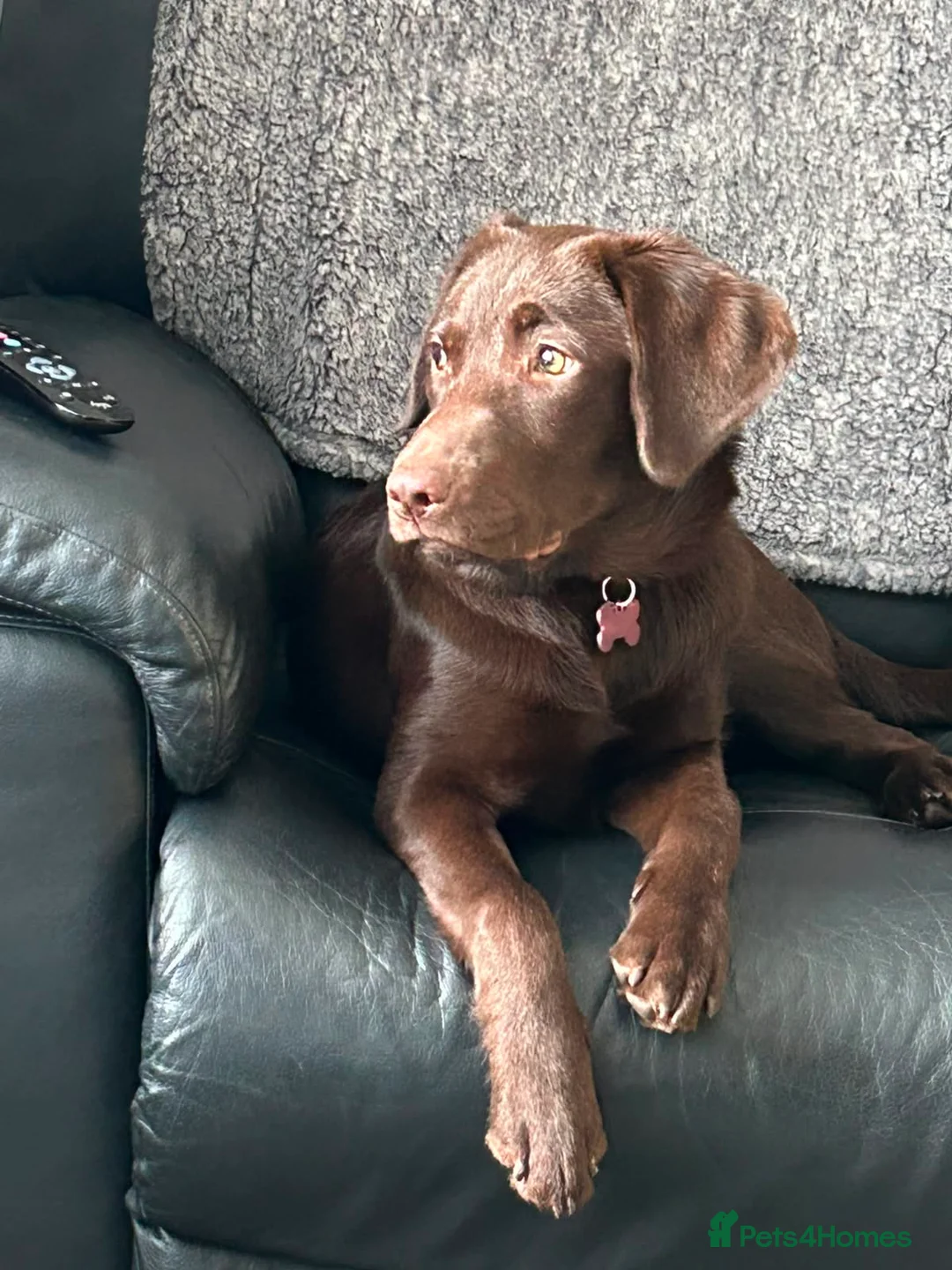 Labrador Retriever dogs for sale: Chocolate Labrador in Hitchin - Advert 2