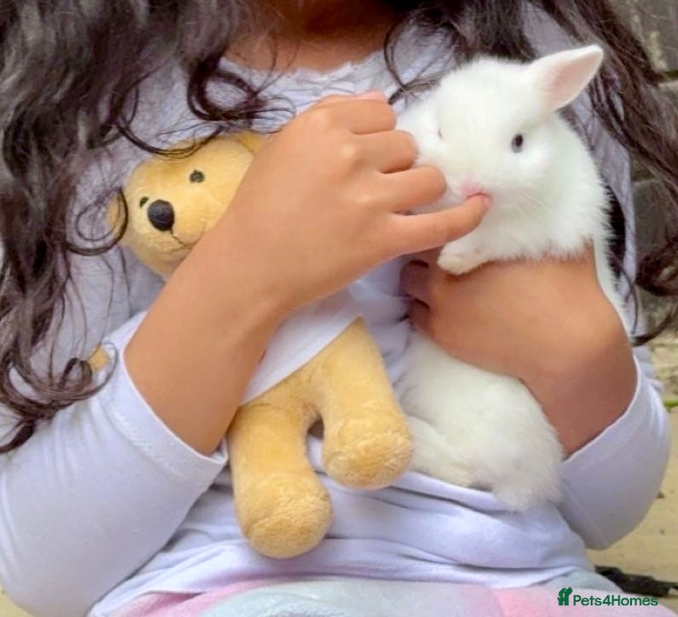 Netherland Dwarf rabbits 5 week old Netherland Dwarf Bunnies - Advert 3