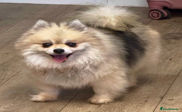 Pomeranian dogs - Advert 5