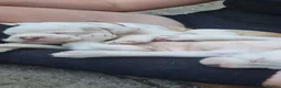 American Bulldog dogs for sale: These 3 babies are looking for there forever home - Advert 33