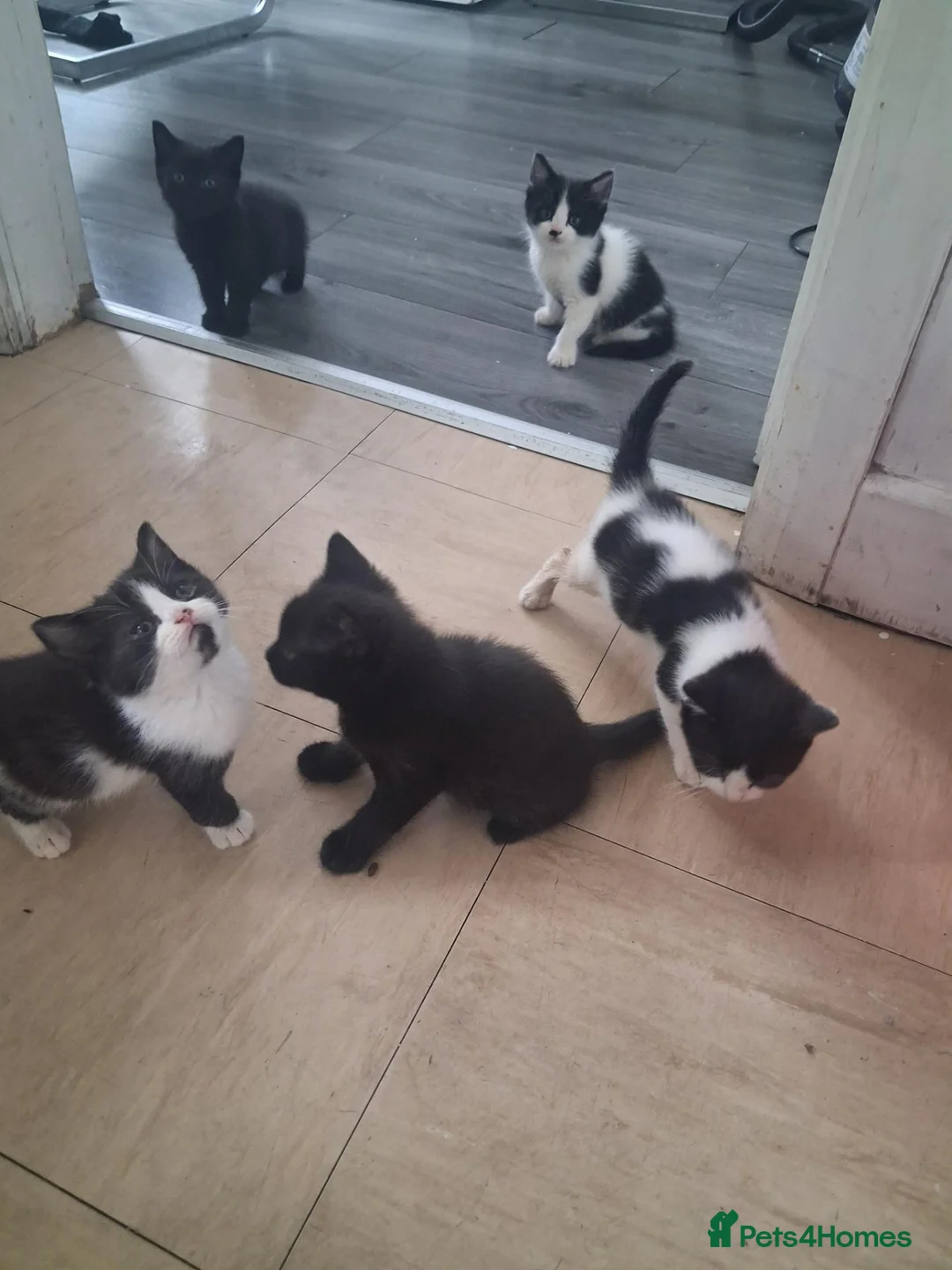 Mixed Breed cats for sale: British Shorthair cross kittens  - Advert 2