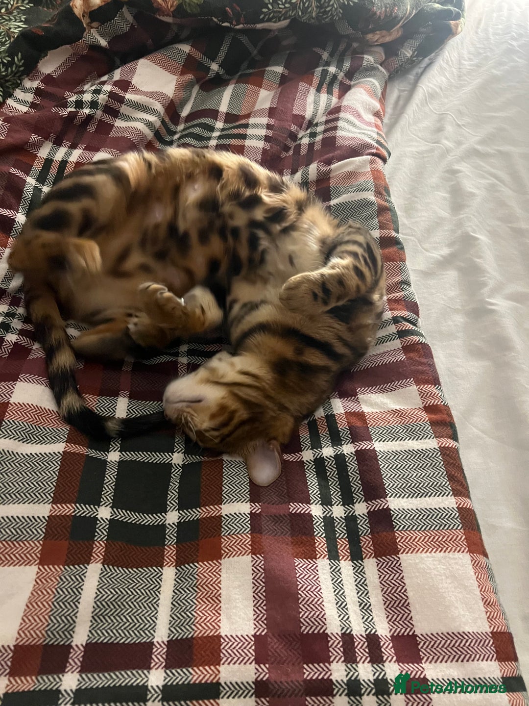 Bengal cats for sale: Indoor Female Bengal (Queen) –Spayed/Vaccinated - Advert 3