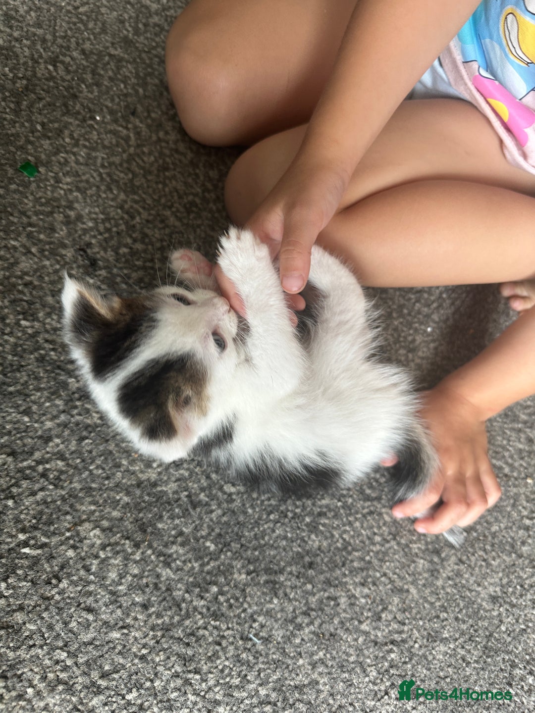 Mixed Breed cats for sale: 5 beautiful mixed breed kittens!! - Image 9