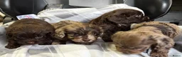 Cockapoo dogs for sale: F1 CHOCOLATE/ CHOCOLATE MERLE COCKAPOOS  - Advert 16