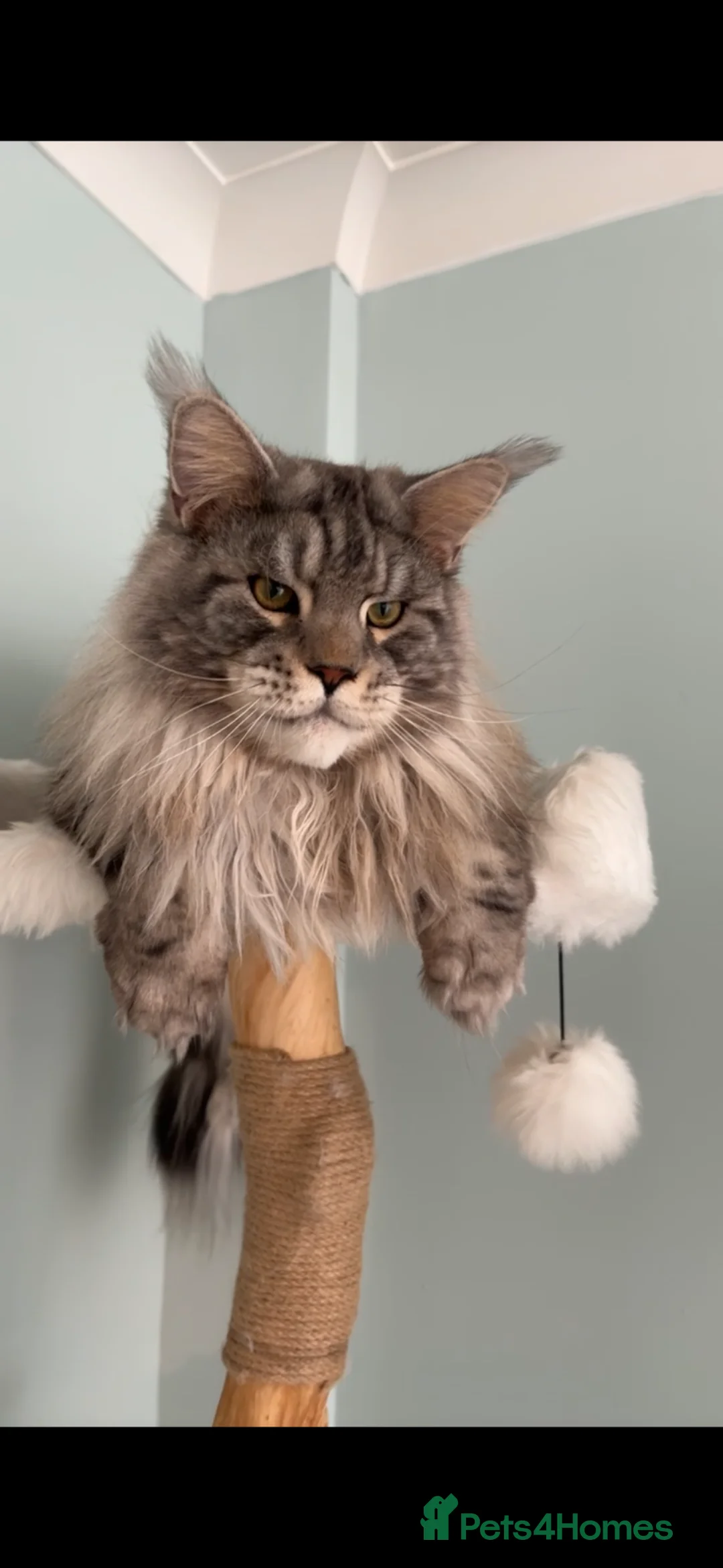 Maine Coon cats for stud: Black silver classic tabby Stud  in London - Advert 2