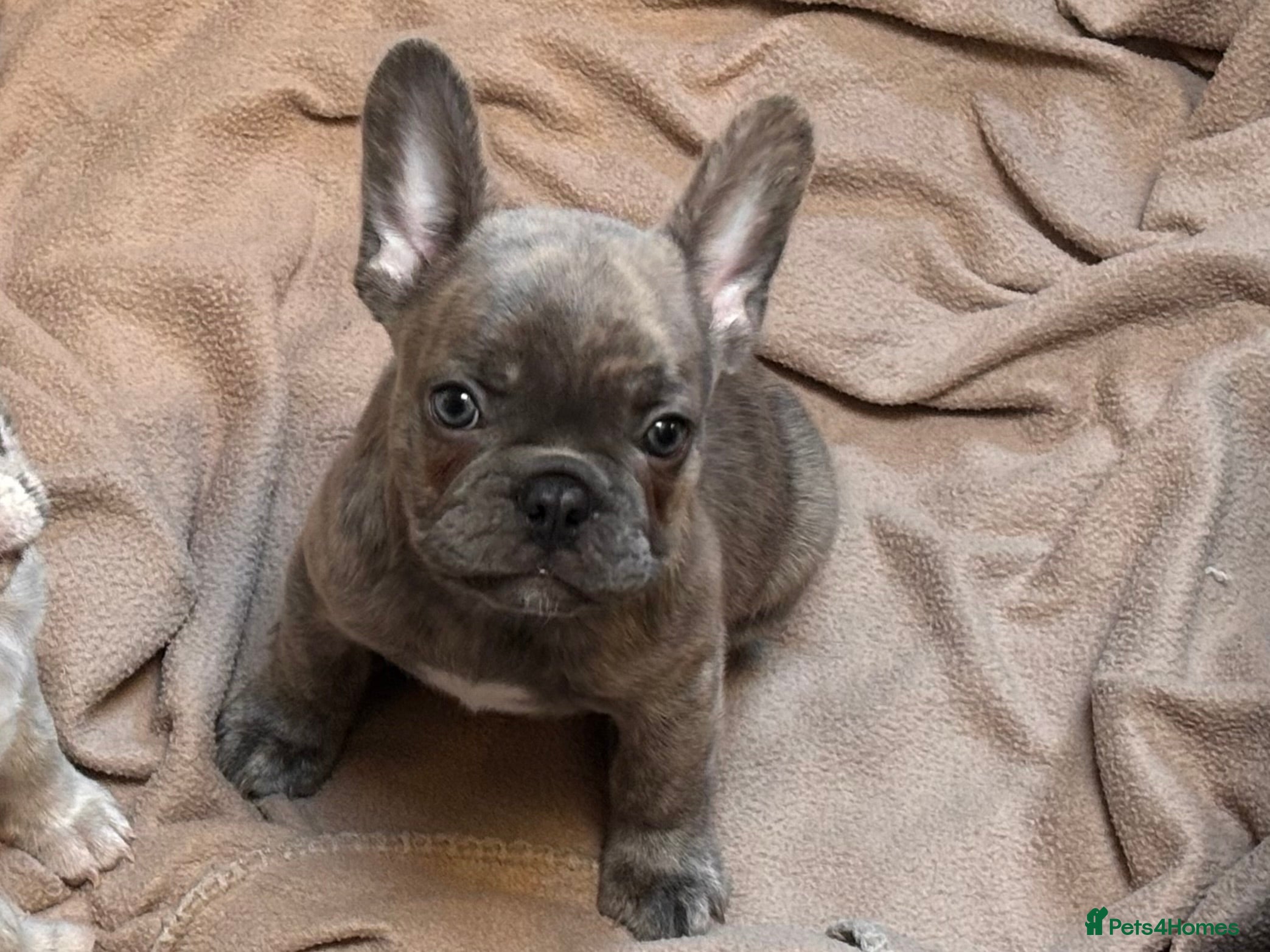 French Bulldog dogs ✨Last boy reduced ✨ - Advert 3