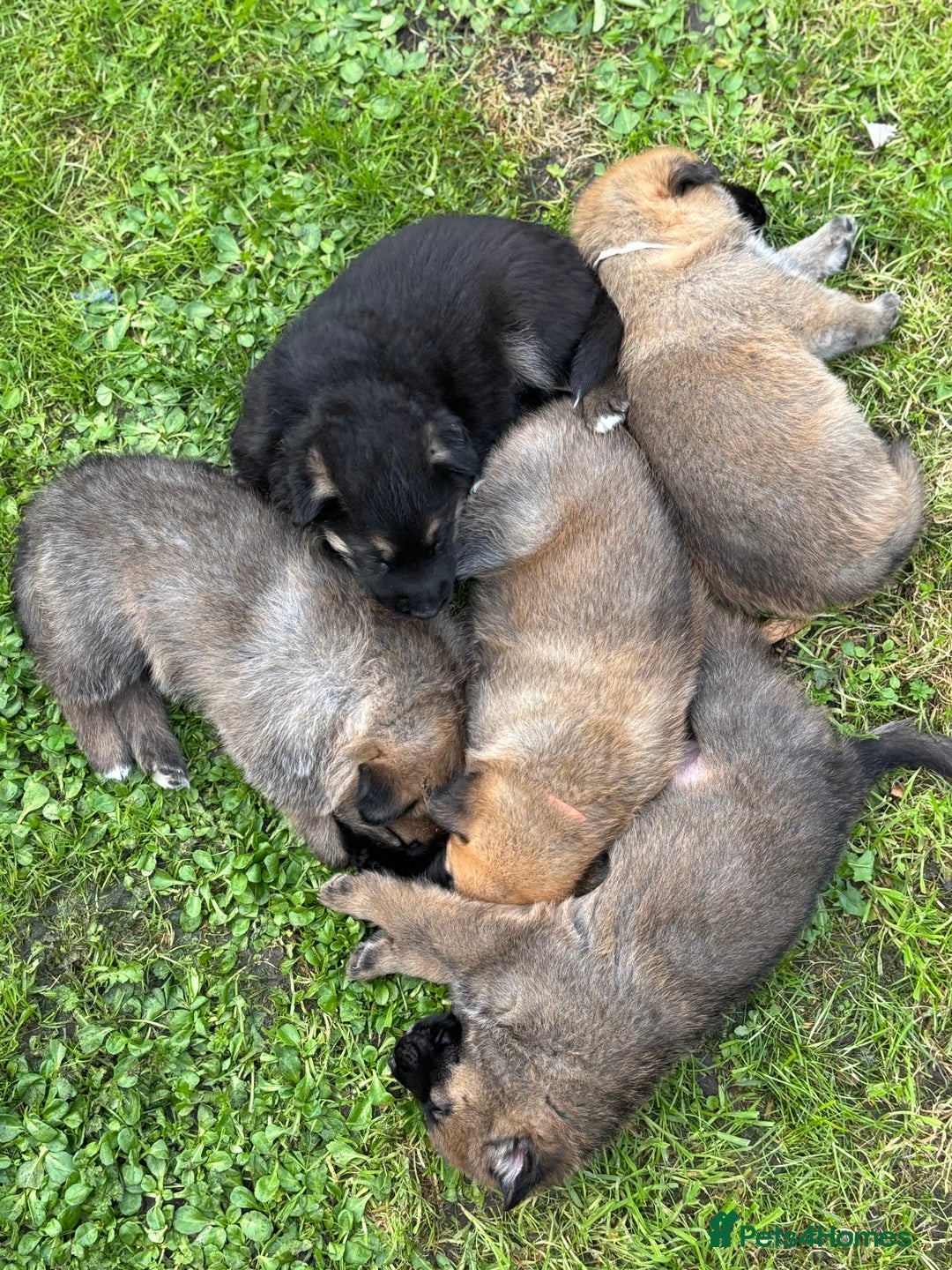 German Shepherd dogs for sale: German Shepherd puppies (Alsatian) - Image 12