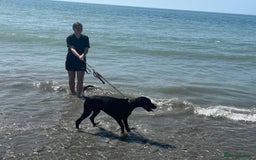 Dobermann dogs for sale: Female Doberman 2 years old  - Image 3