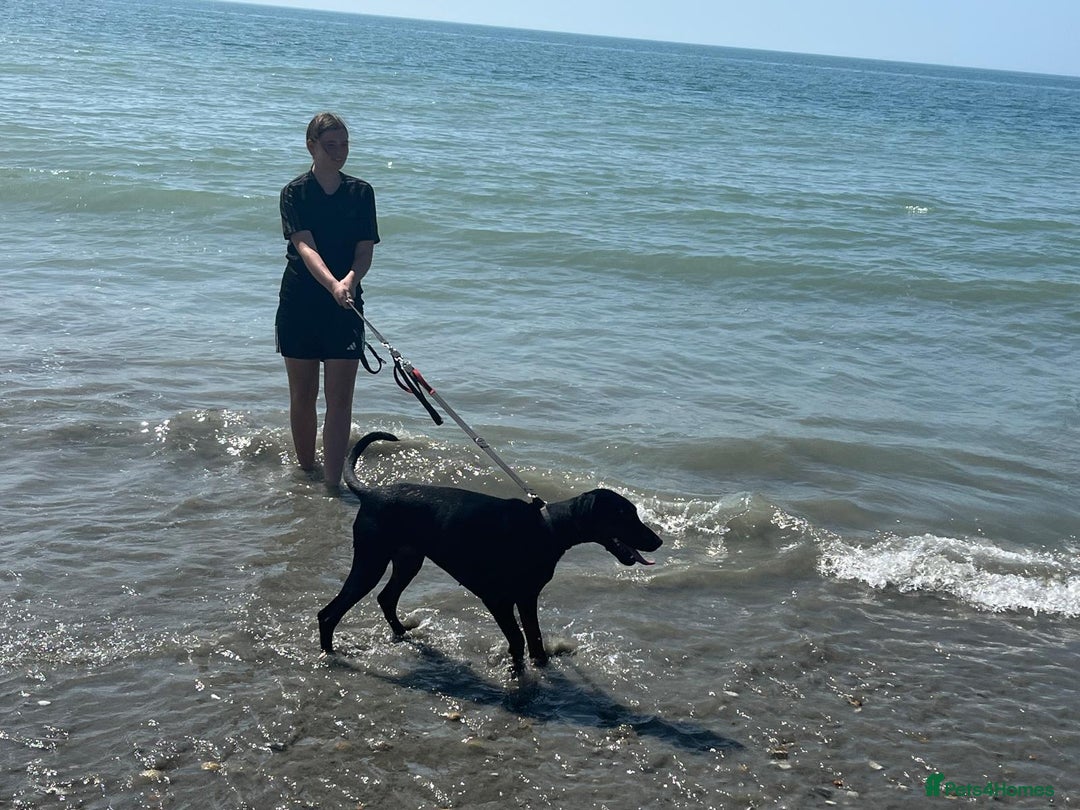 Dobermann dogs for sale: Female Doberman 2 years old  - Image 3