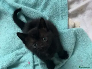Mixed Breed cats Ready to leave - Advert 1