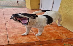 Mixed Breed dogs for adoption: PATROCLE – a Lovely boy for a Loving Home - Image 12