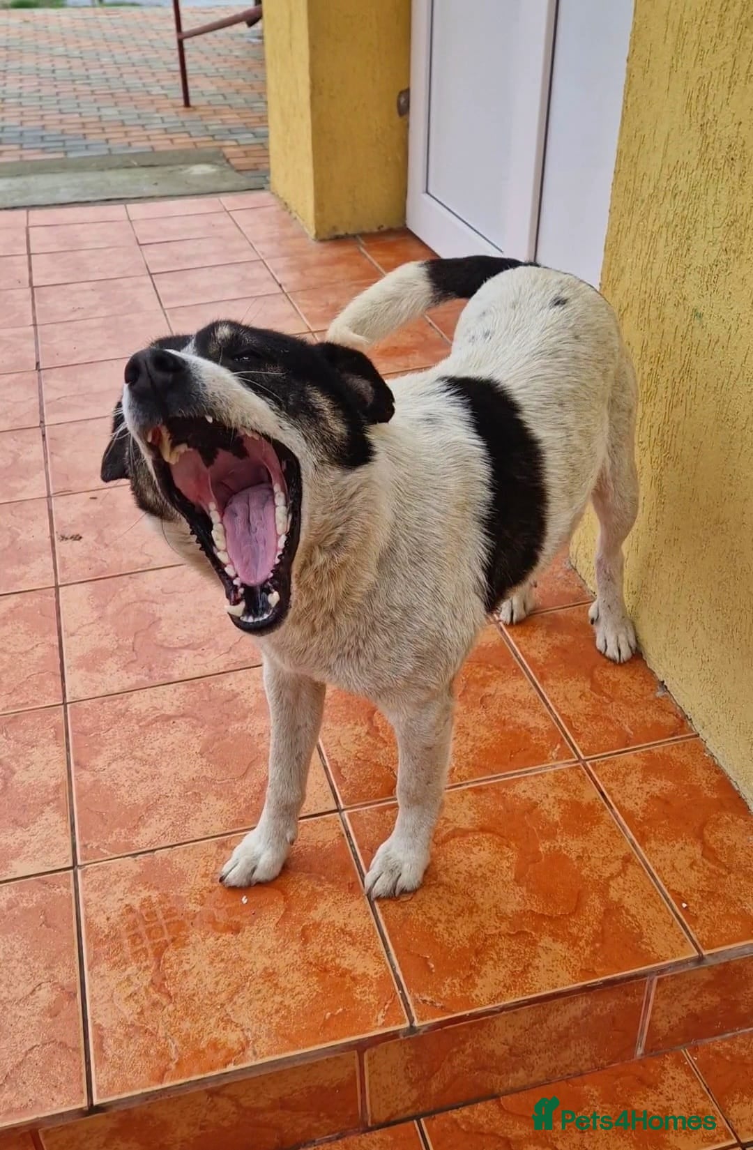 Mixed Breed dogs for adoption: PATROCLE – a Lovely boy for a Loving Home - Image 12