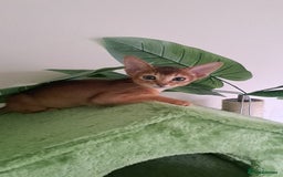 Abyssinian cats for sale: Beautiful Abyssinian Kittens - Image 15