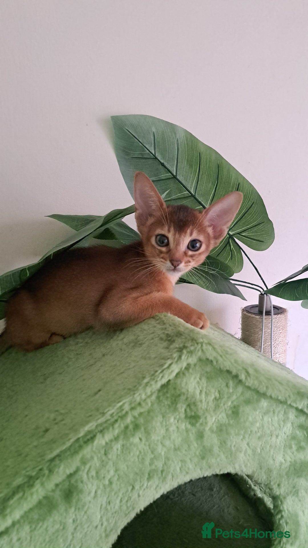 Abyssinian cats for sale: Beautiful Abyssinian Kittens - Image 15