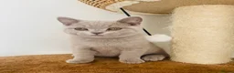 British Shorthair cats for sale: GCCF -SPECTACULAR  -British Shorthair kittens  - Advert 6