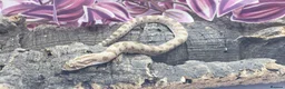Snake reptiles for sale: Baby Western Hognoses mixed sex and morphs £100ea - Advert 6