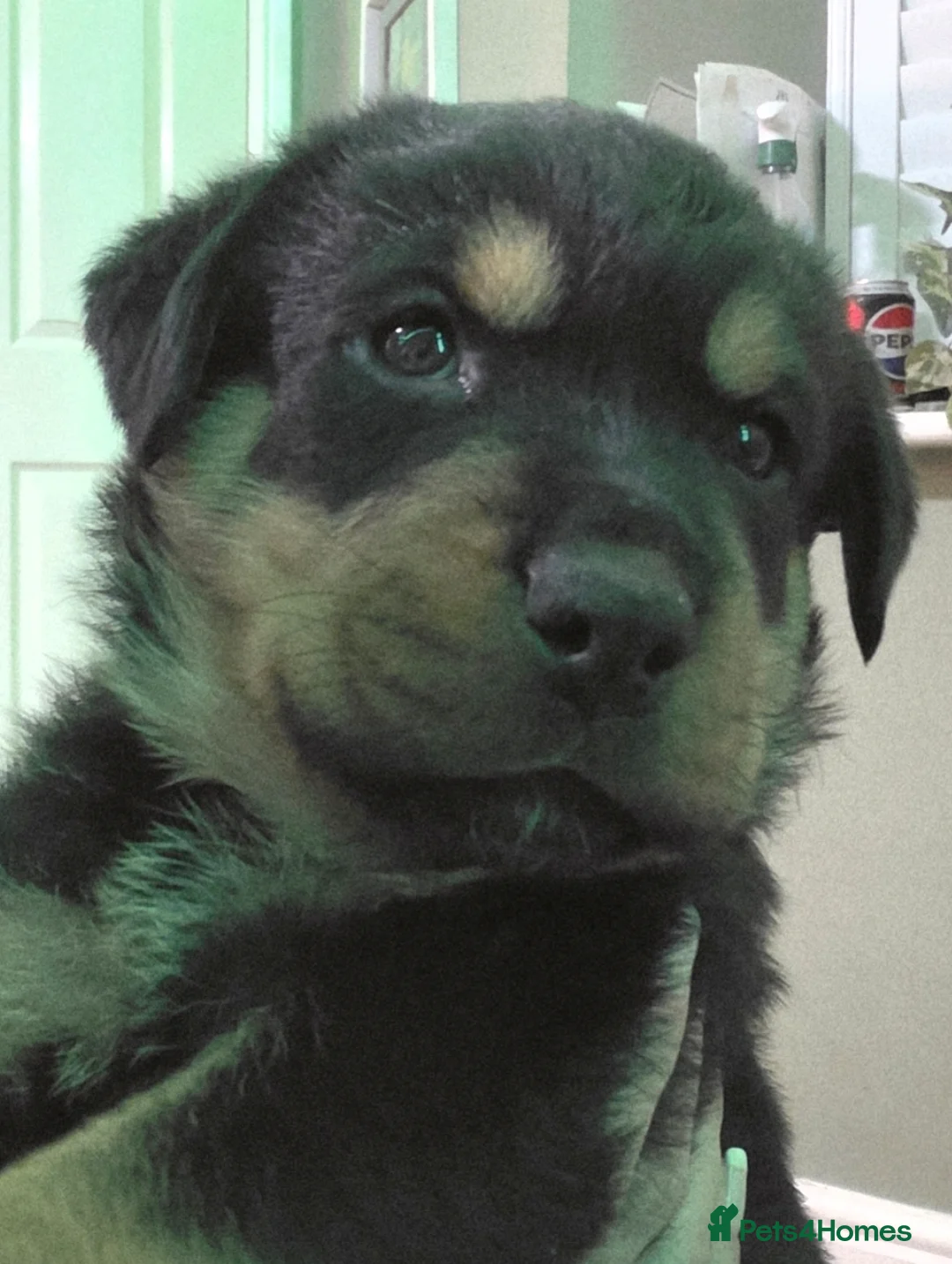 Rottweiler dogs for sale: Stunning chunky Rottweiler puppies  - Advert 17
