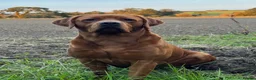 Labrador Retriever dogs for sale: True Fox Red Labrador Litter Boys & Girls  - Advert 4