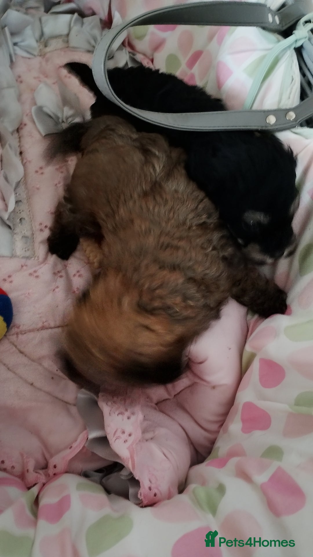 Yorkiepoo dogs for sale: Yorkipoos  - Image 8