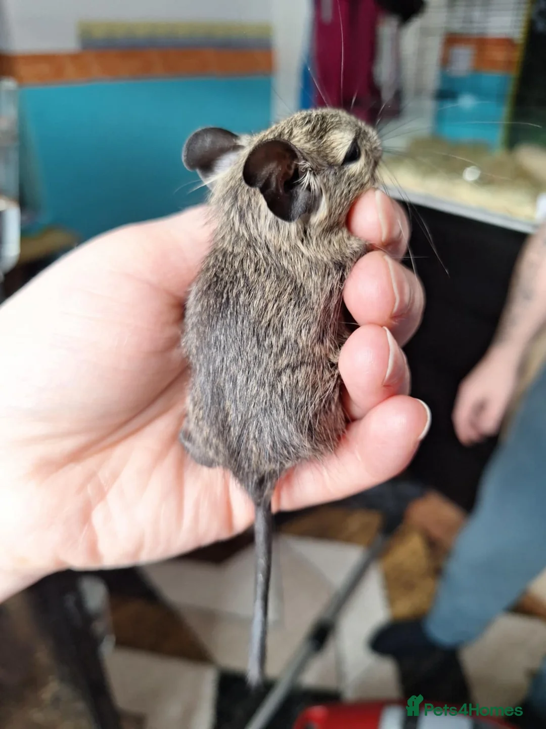 Degus rodents for sale: Beautiful Baby Degus for Sale - Handled & Healthy  - Advert 3