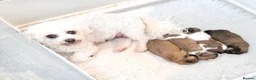 Zuchon dogs for sale: Gorgeous Shichon Puppies. Bichon Frise x Shih Tzu - Advert 11