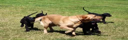 Mixed Breed dogs for sale: Labrador x Doberman  - Advert 6