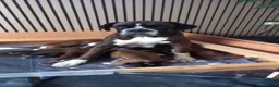 Boxer dogs for sale: Beautiful boxer pups for sale - Advert 19